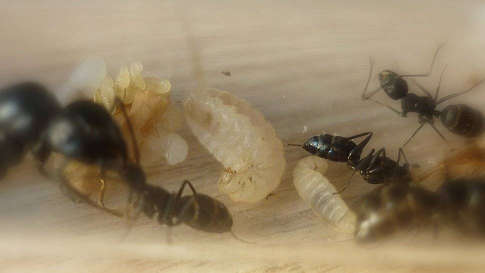 Camponotus saxatilis - вики