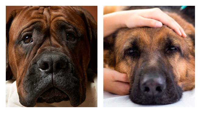 Почему у собаки горячий нос - симптомы, лечение