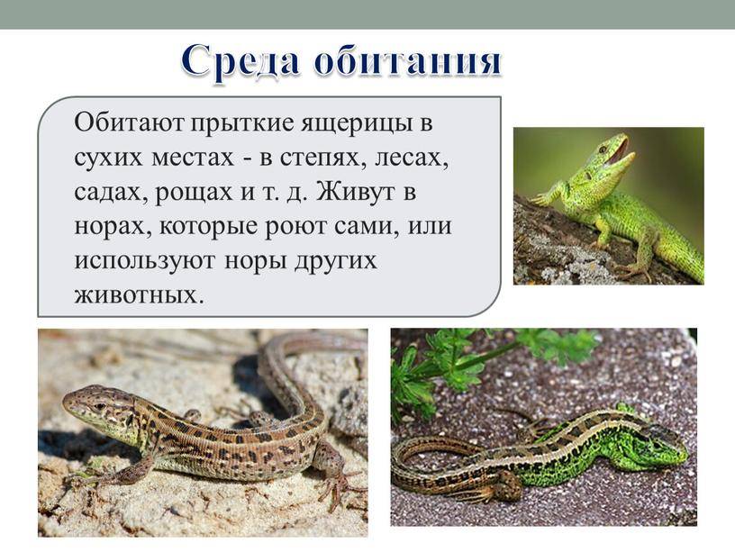 Зеленая ящерица: описание, места обитания, образ жизни, поведение, содержание