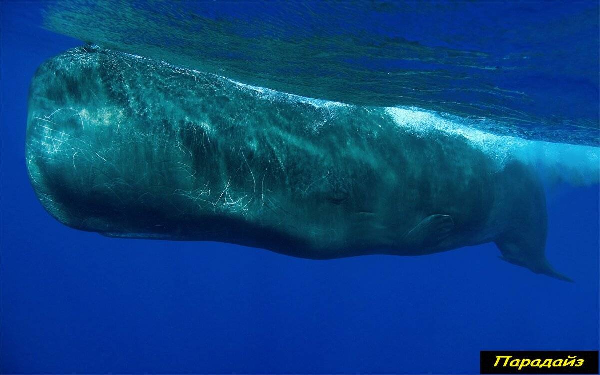 Кашалот (фото): огромное чудище со дна океана