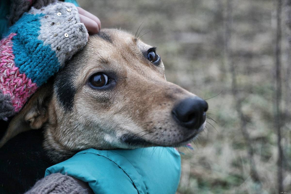 «убийства не помогут — это доказанный факт» почему уничтожение бродячих собак не защитит россиян от их нападений?
