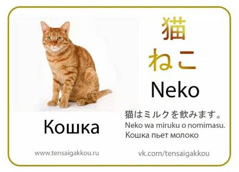 Японские клички для кошек – креативное имя для вашего питомца