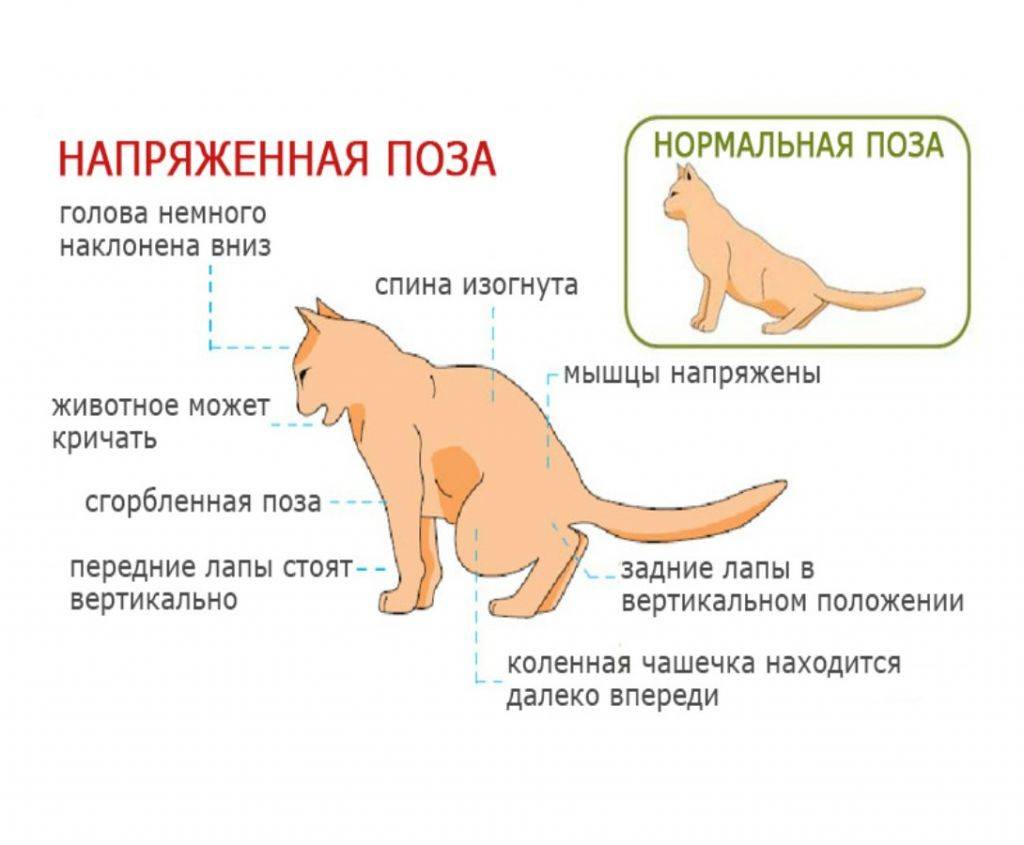 Вздутый живот у кота или котенка: причины, диагностика и особенности лечения