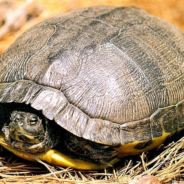 Красноухая черепаха: уход в домашних условиях, кормление, болезни