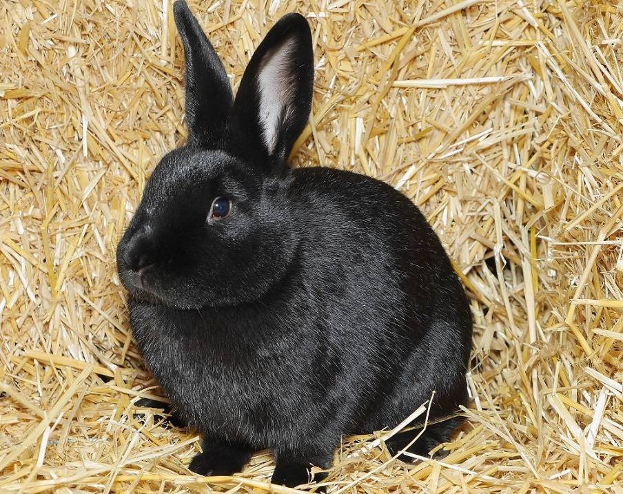 Кролик строкач: описание, характеристика и фото породы, содержание, уход и кормление