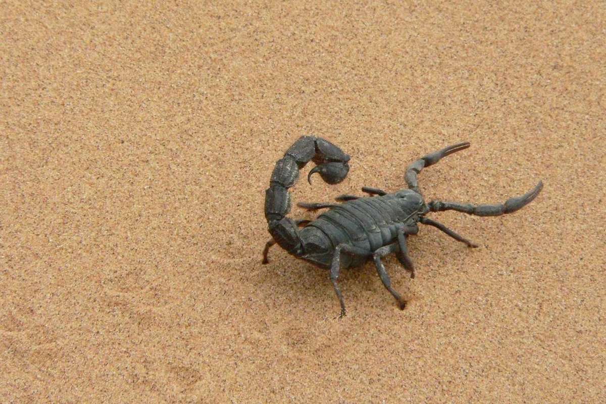 Сообщение о скорпионах - описание, характеристика и виды животного