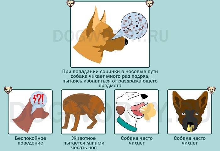 Как вылечить и чем помочь собаке при вирусном кашле?