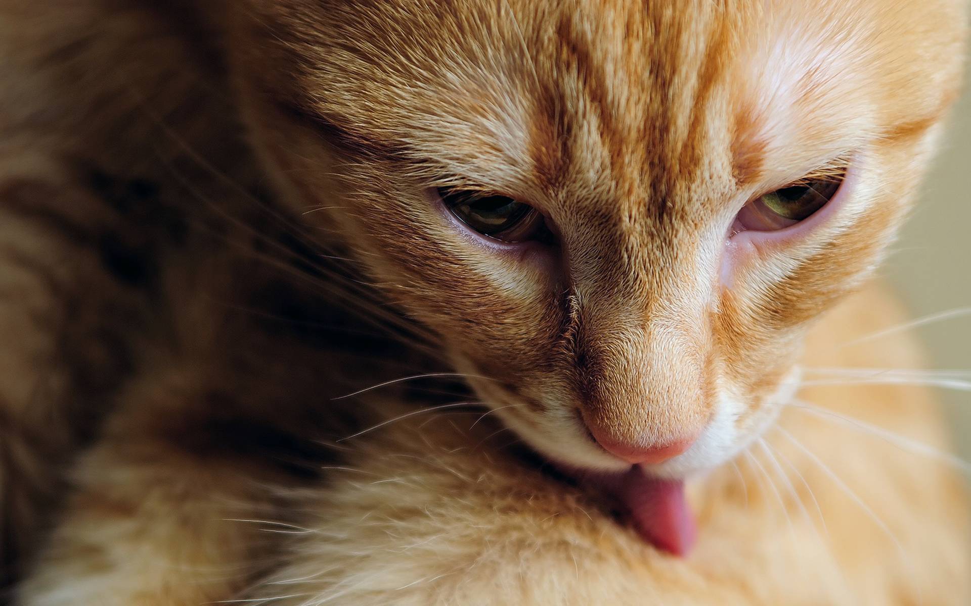 Белая пленка на глазах у кошки: причины появления, что делать, как лечить в домашних условиях