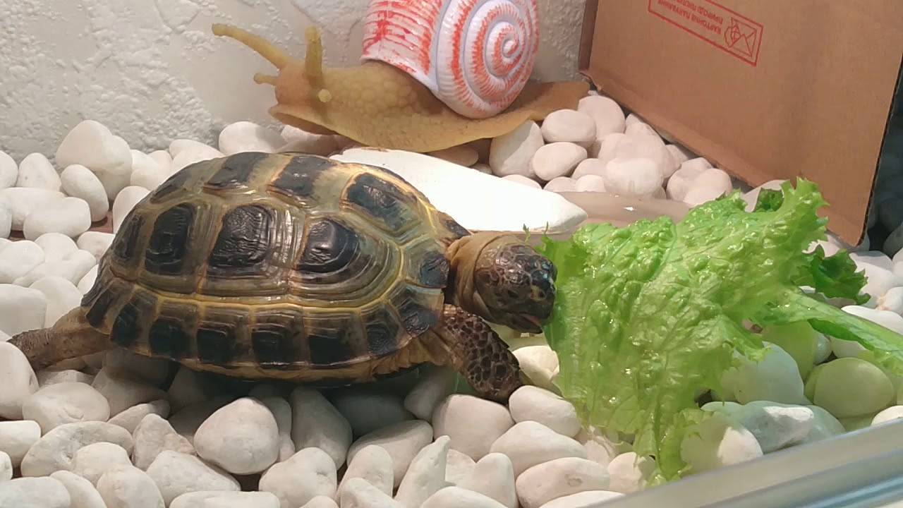 Сухопутная черепаха - виды, описание с фото, содержание дома, кормление и размножение
