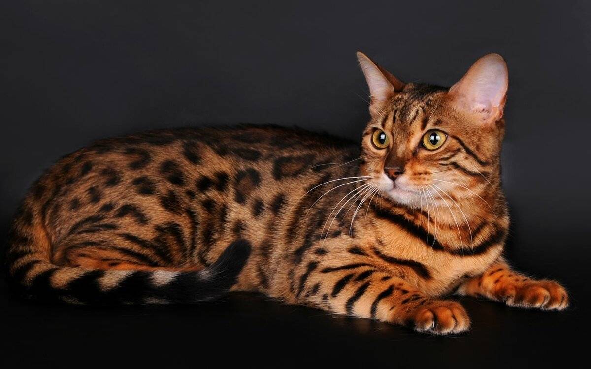Тигровая кошка: описание породы, как выглядит