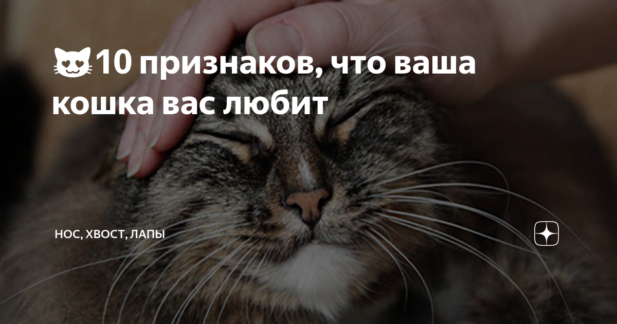 Как кошка манипулирует человеком? - gafki.ru