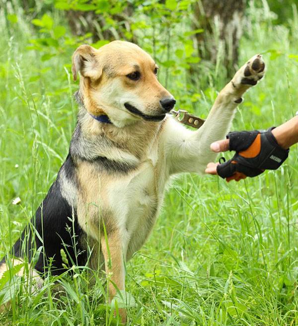 Как научить собаку команде "дай лапу": простые и эффективные способы
как научить собаку команде "дай лапу": простые и эффективные способы