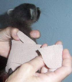 Необходимость памперсов для кошек и котят: как одеть и сделать своими руками