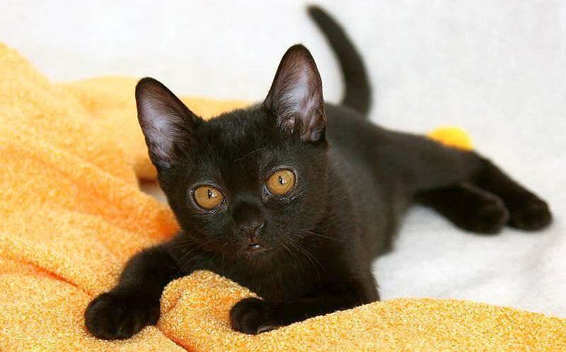 Кошки с коричневыми глазами