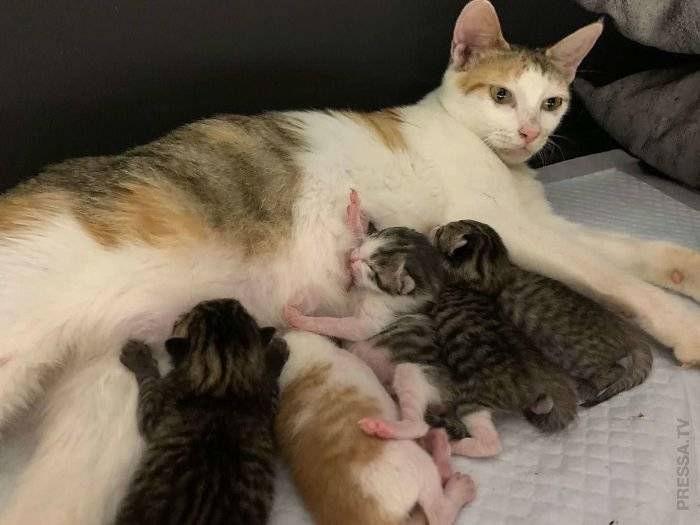Сколько котят может родить кошка в первый раз - от чего зависеть