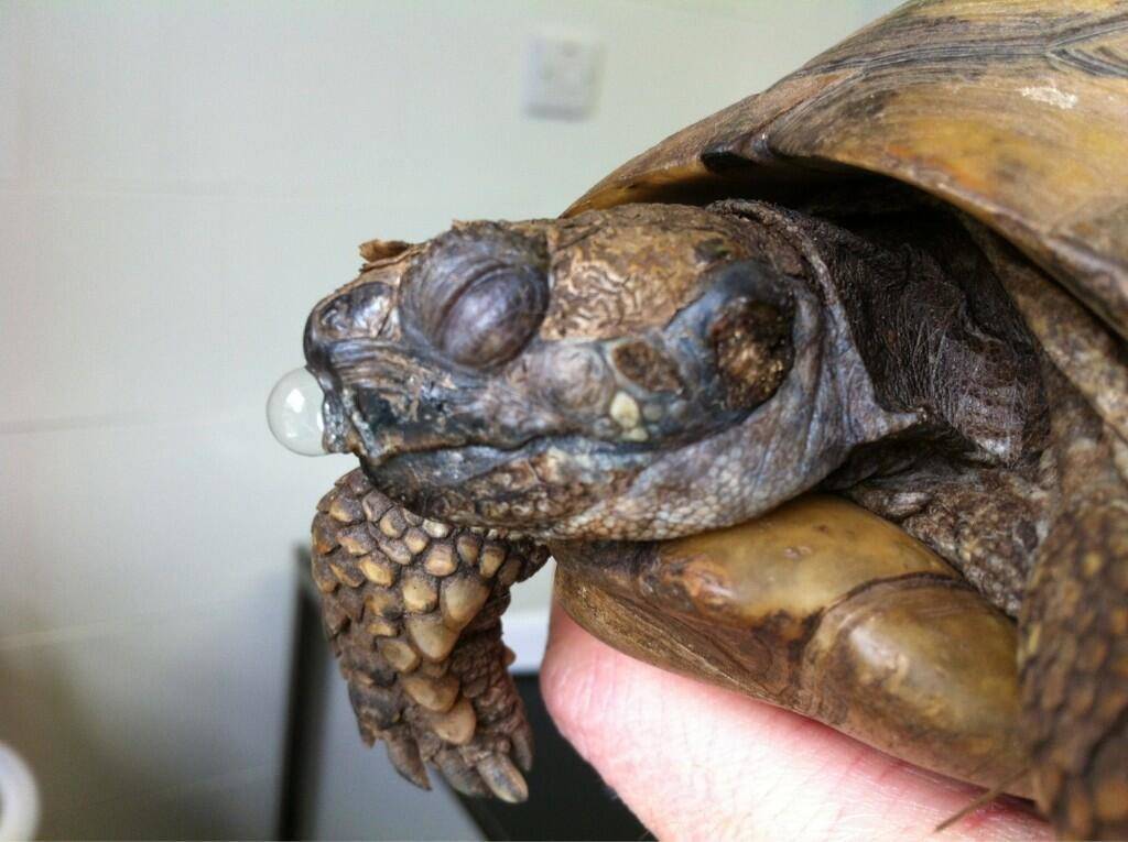 Болезни глаз у красноухих черепах: лечение и профилактика, советы по содержанию рептилии