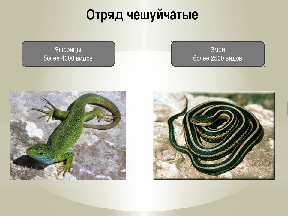 Змеи биология 7 класс. Отряд пресмыкающиеся рептилии. Отряд чешуйчатые подотряд змеи представители. Биология 7 класс отряд чешуйчатые (ящерицы)-. Класс рептилий и пресмыкающихся отряд чешуйчатые.