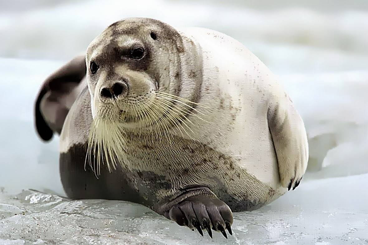 Чем питается тюлень, что входит в его рацион? где они обитают и чем отличаются от морских котиков?