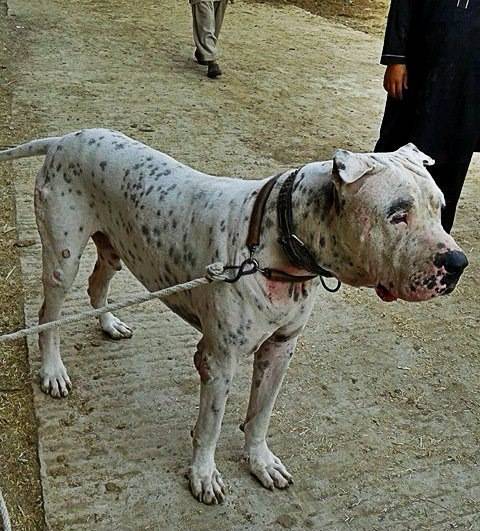 Порода собак гуль донг * пакистанский бульдог - характеристика и описание
