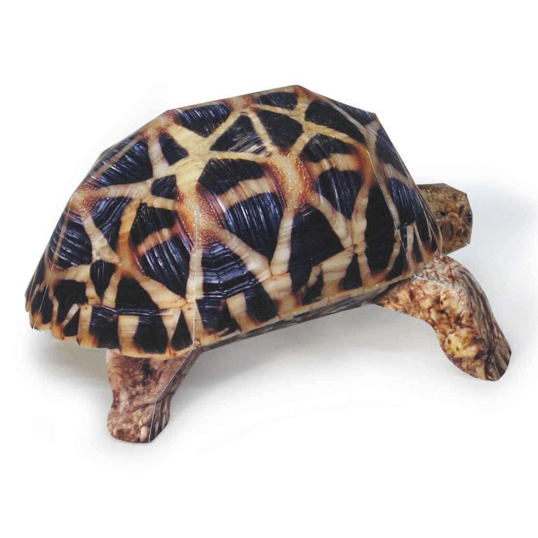 Как ухаживать за водной черепахой: особенности содержания в домашних условиях