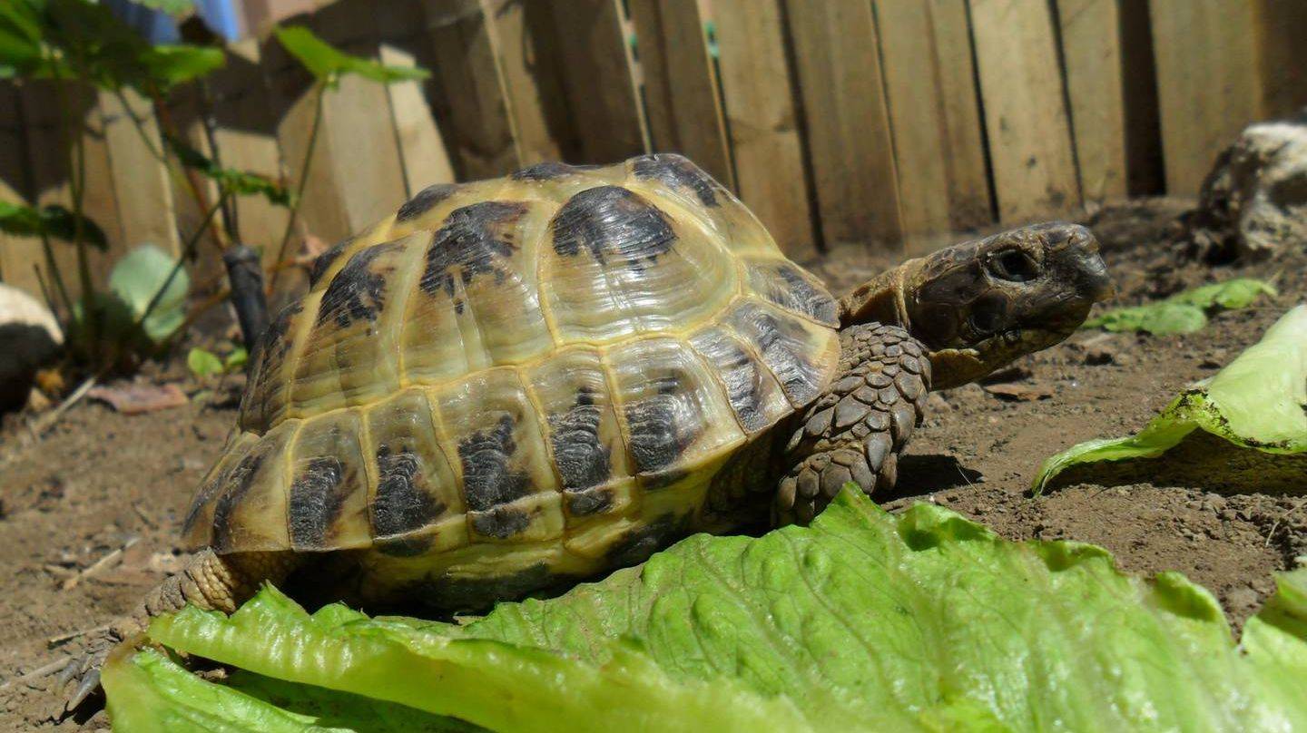 Сколько лет живут сухопутные черепахи в домашних условиях и в дикой природе