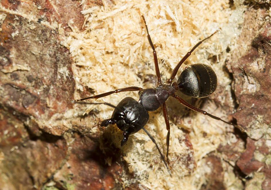 Camponotus nicobarensis (рыжий реактивный муравей) : описание, содержание, кормление, уход