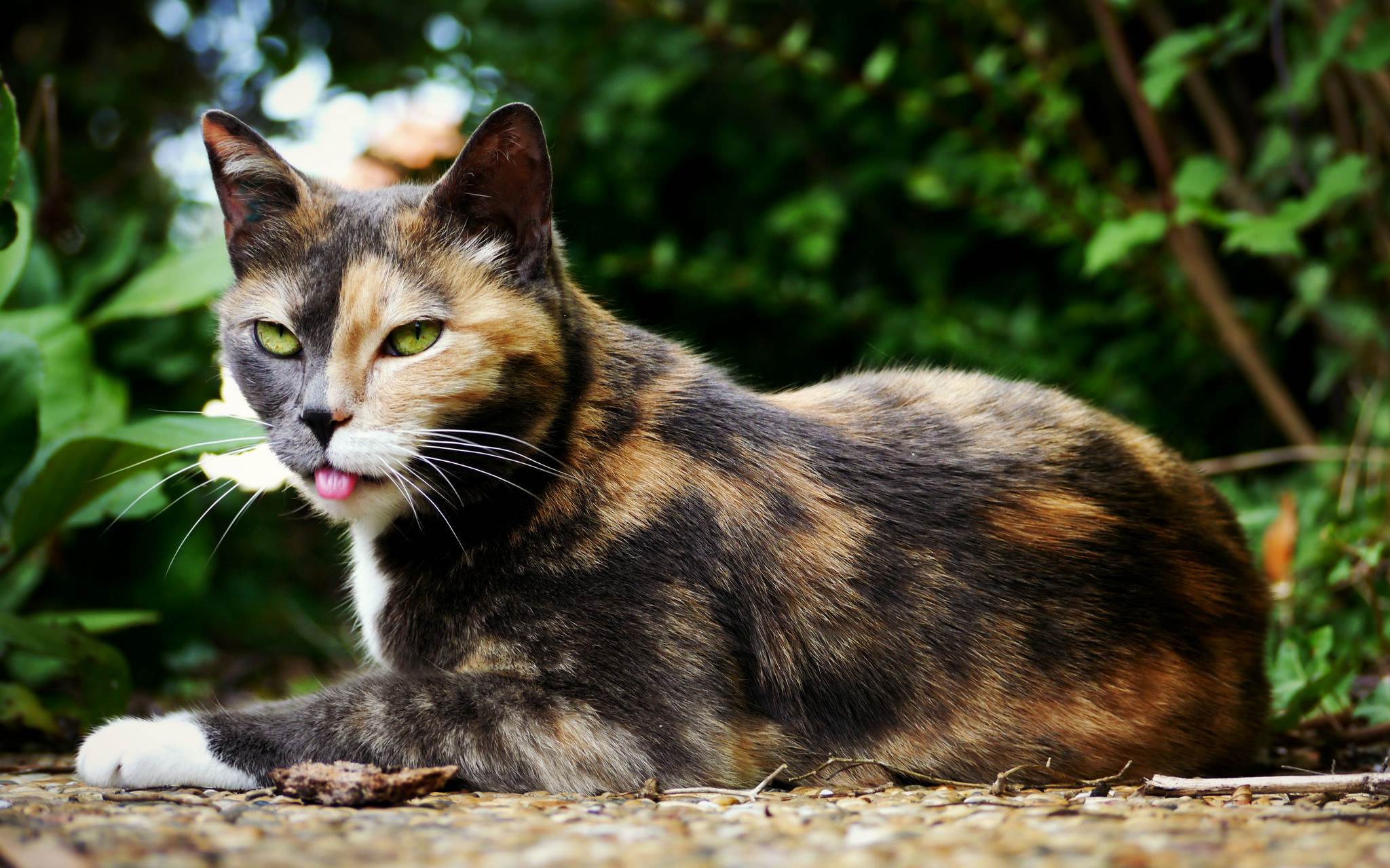 Пестрый кот. Сибирская кошка трехцветная короткошерстная. Трехцветная черепаховая кошка. Черепаховая кошка Калико. Американская жесткошерстная кошка трехцветная.