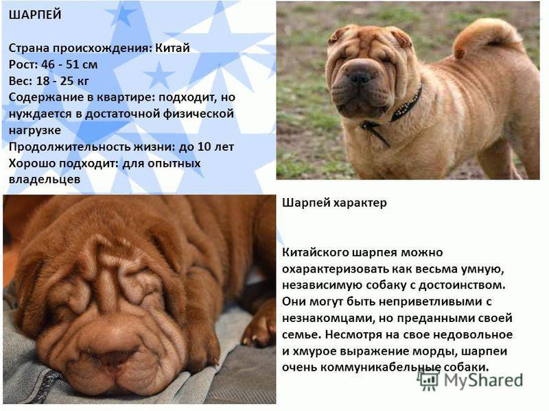 Порода собак шарпей: описание и 84 фото