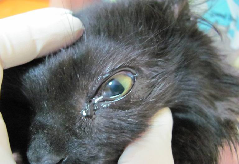У кошки на носу черные точки: что это такое, причины образования, лечение, профилактика