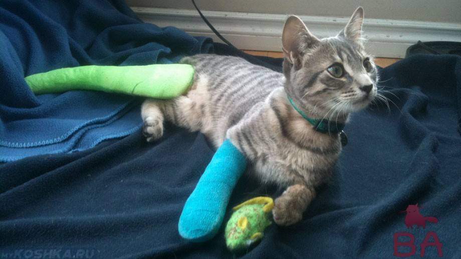 Что делать, если кот сломал лапу: первая помощь, лечение и реабилитация
