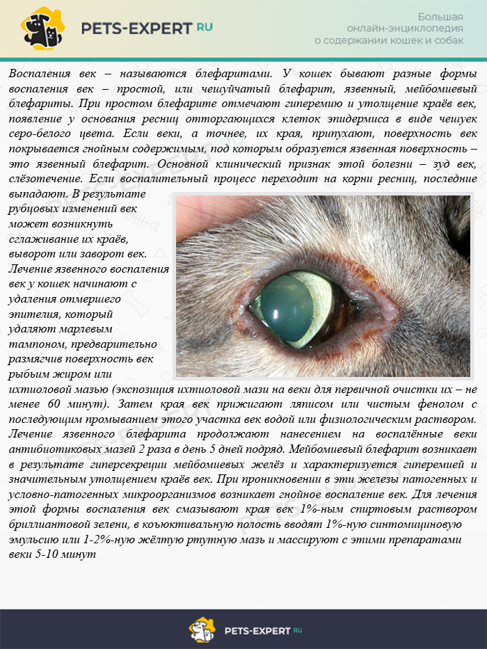 Патологии третьего века у кошек | офтальмологическое отделение ветеринарной клиники