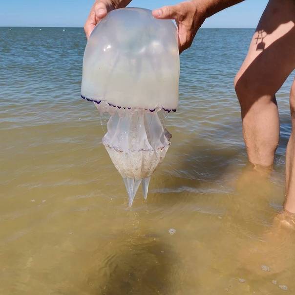 Медузы черного моря – виды, опасность для человека | mirplaneta