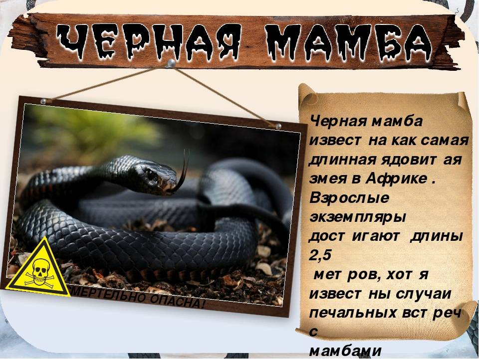 Черная мамба яд. Змея черная мамба описание. Черная мамба змея доклад. Черная мамба самая ядовитая. Черная Африканская змея.