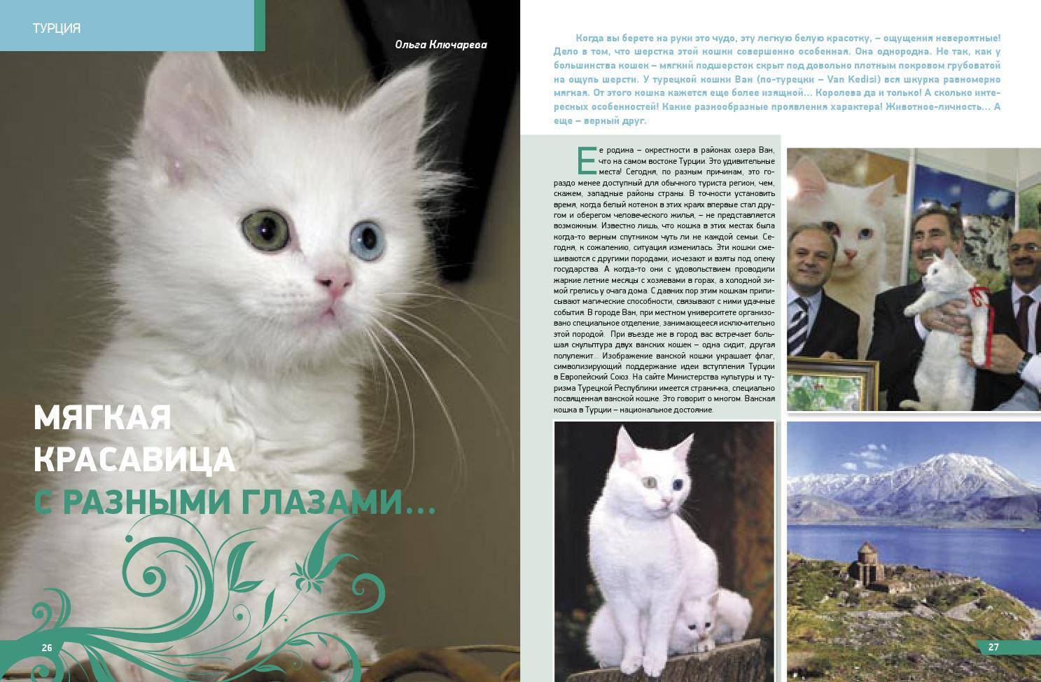 Турецкий ван: внешний вид, выбор котенка и советы по уходу (125 фото и видео)