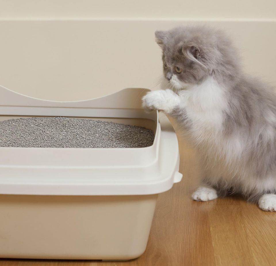 Как приучить котенка к лотку: инструкция по применению