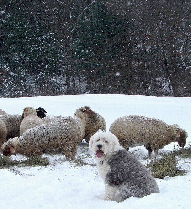 Пастушьи и скотогонные породы собак: список и описание пород
