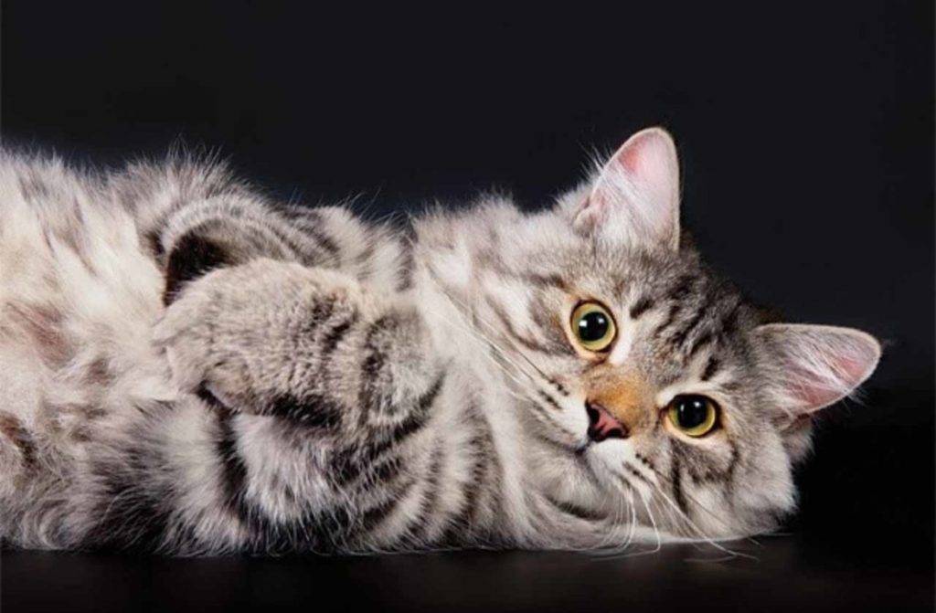 Самые ласковые породы кошек в мире