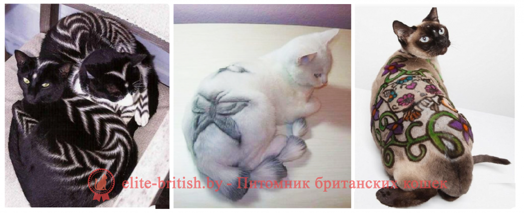 Груминг персидской кошки: уход за шерстью, стрижка и купание персов | породы кошек