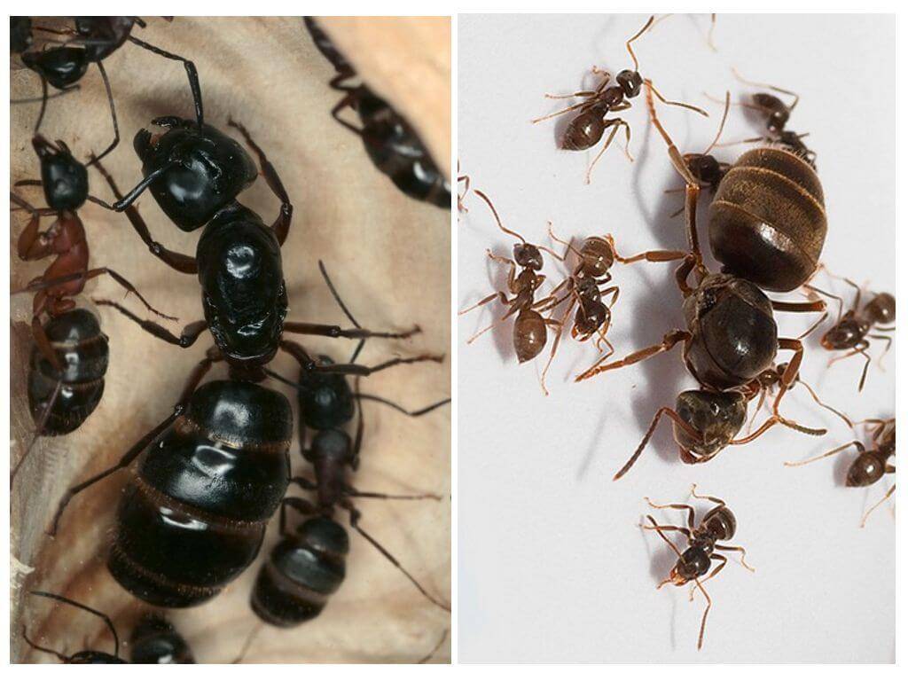 Как выглядит муравьиная матка: фото и особенности роли королевы