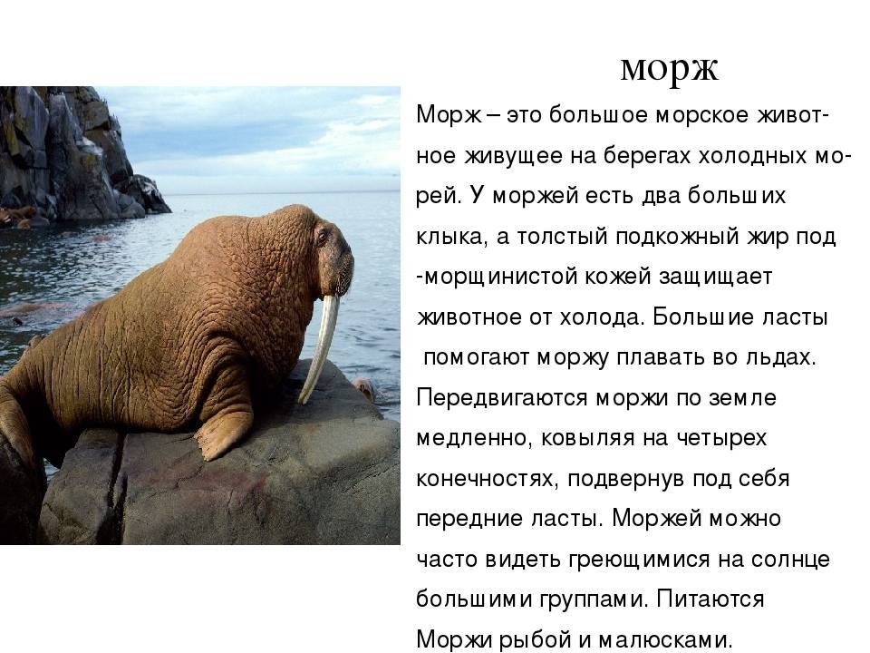 Атлантический морж – фото, описание, ареал, рацион, враги, популяция