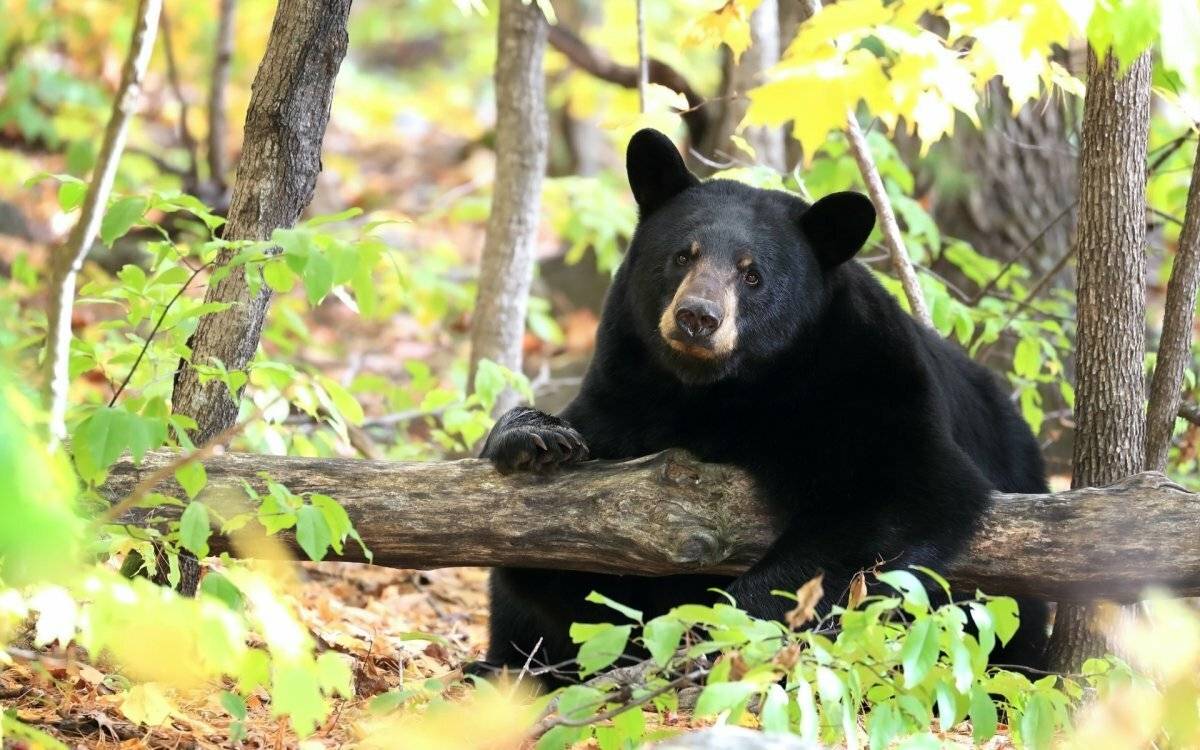 Черный медведь или барибал — природа мира