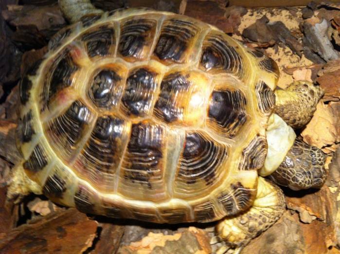 Почему у черепахи стал мягкий панцирь и что с этим делать