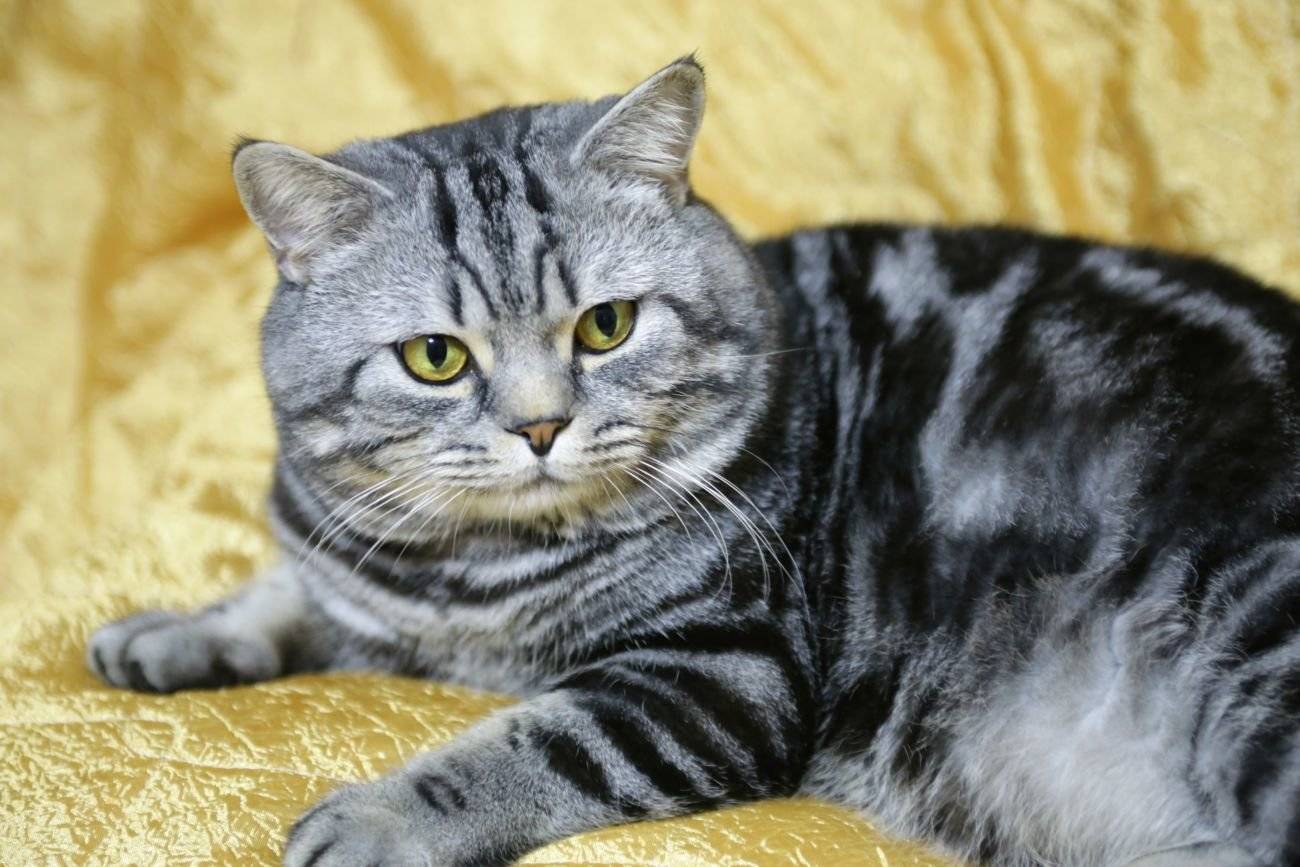 Скоттиш-страйт: шотландские кошки с прямыми ушами