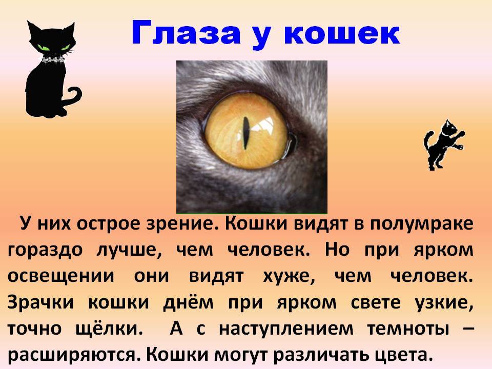 Какое зрение у кошек - черно-белое или цветное