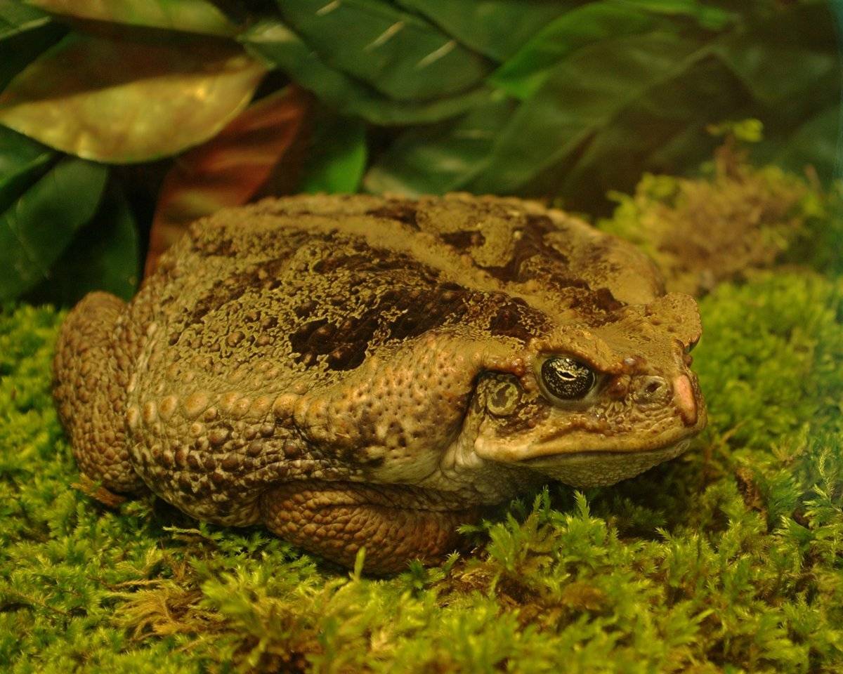 Чем отличается жаба ага от нашей жабы. обитание, описание и образ жизни ядовитой жабы