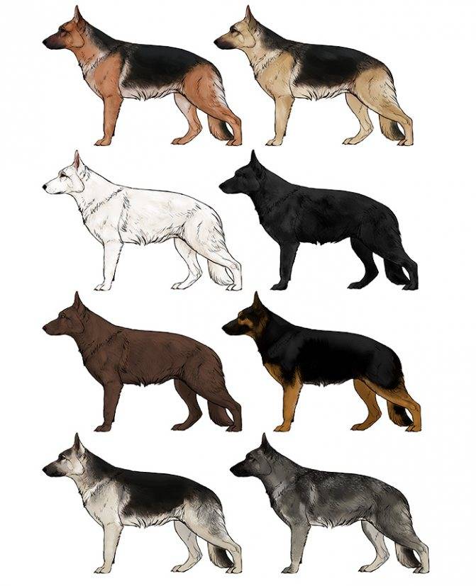 Какие есть породы собак, похожих на волков и их виды