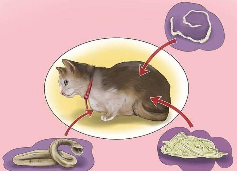 Как установить наличие глистов у кошки: 14 шагов