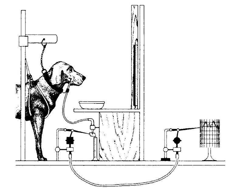 Собака павлова: что это такое, суть экспериментов и опытов, теория обусловливания