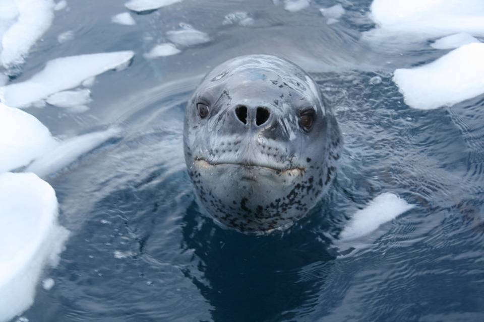Морской леопард: фото, образ жизни антарктического хищника