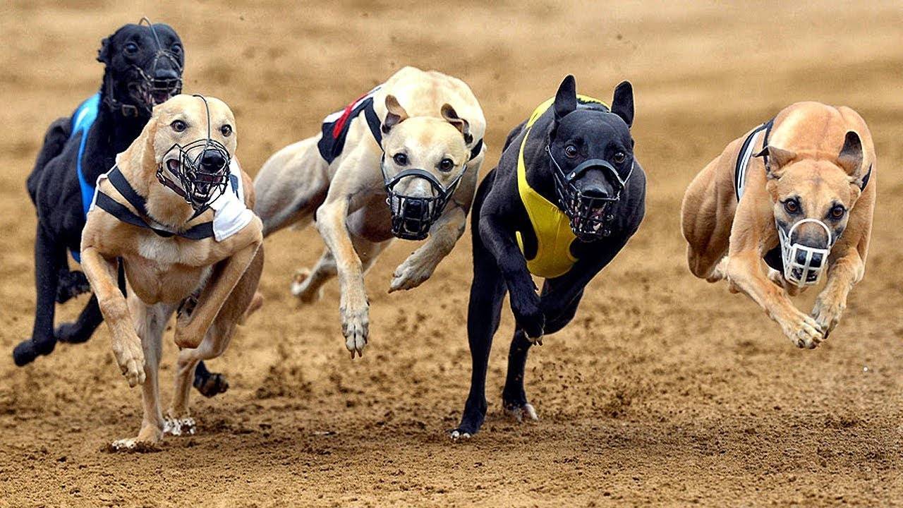 ᐉ самая быстрая собака в мире: рейтинг пород по скорости бега - zoovet24.ru